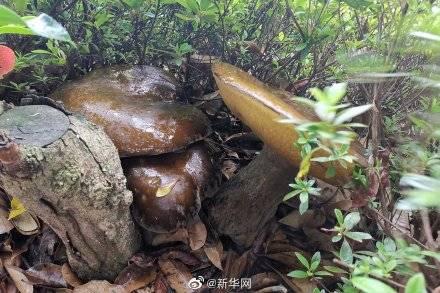 牛肝菌采摘德国产品视频,探寻大自然的馈赠