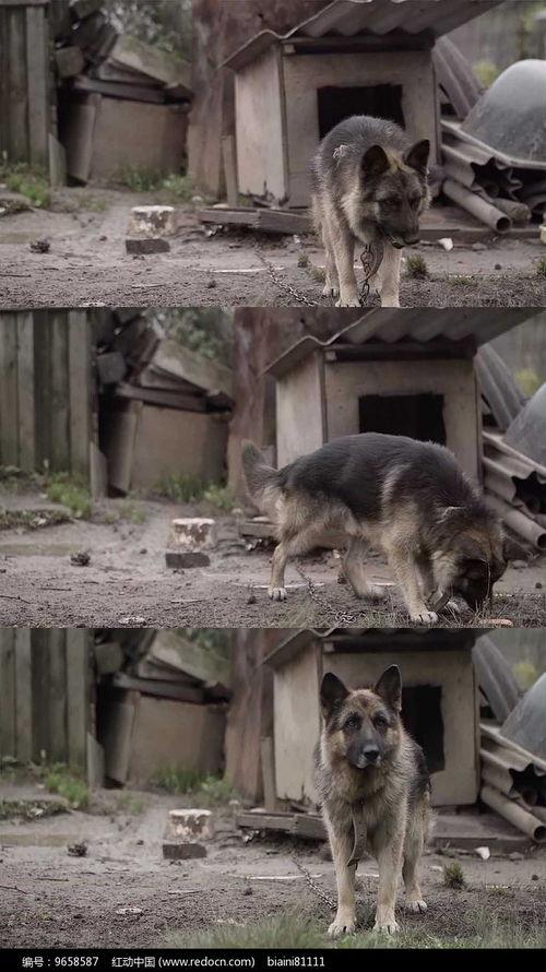 国产狼狗视频,勇猛忠诚，守护家园的忠诚卫士