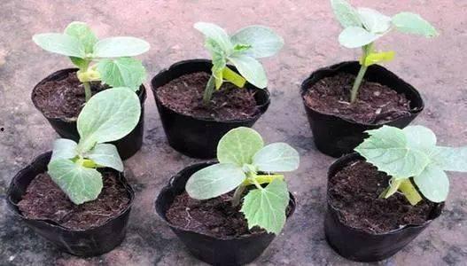 爱草扦插视频在线观看国产,爱草扦插视频，教你轻松掌握植物繁殖技巧