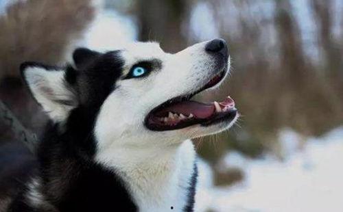 酷二狗看见国产秀身法视频,国产秀身法视频，揭秘瘦身新潮流