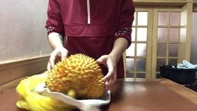 国产开榴莲翻车现场视频,意外连连，笑料百出